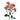Be Nice Spray Rose