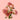 Be Nice Spray Rose