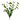 Bupleurum