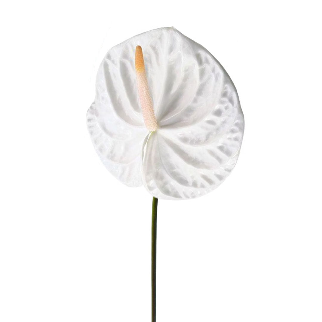 Anthurium White
