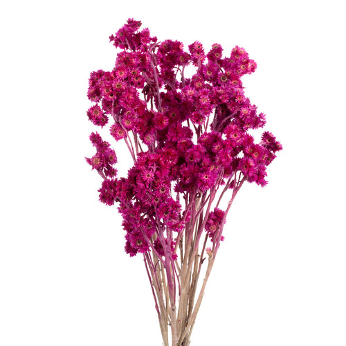 Andean Aster Hot Pink (Painted)