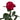 Brave in Dark Garden Rose