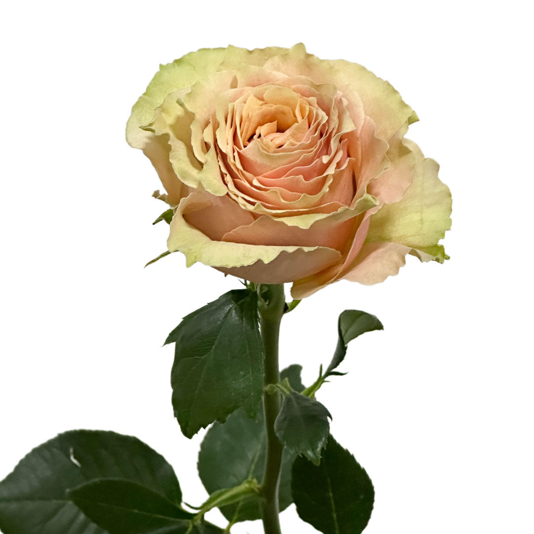 Caramel Macchiato Garden Rose | Sami Sacha Flowers