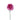 Hypnosis Purple Carnation