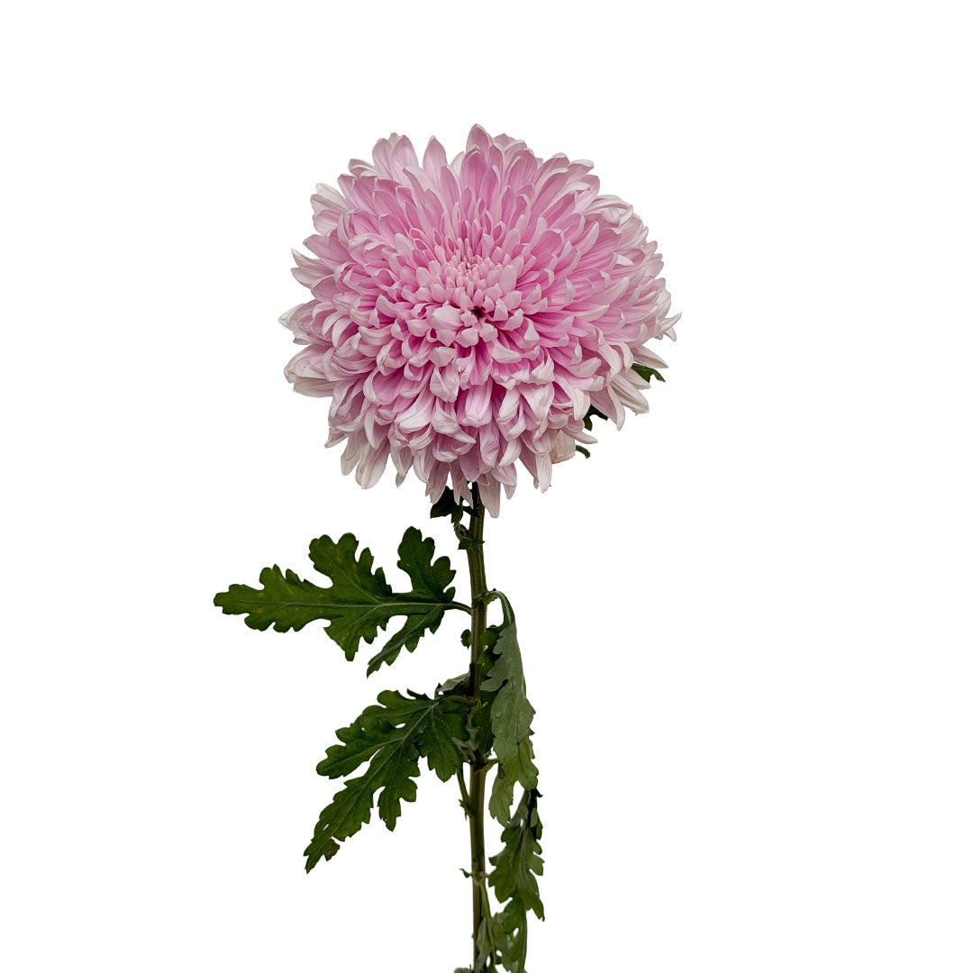 Cremon Honeymoon Intense | Sami Sacha Flowers