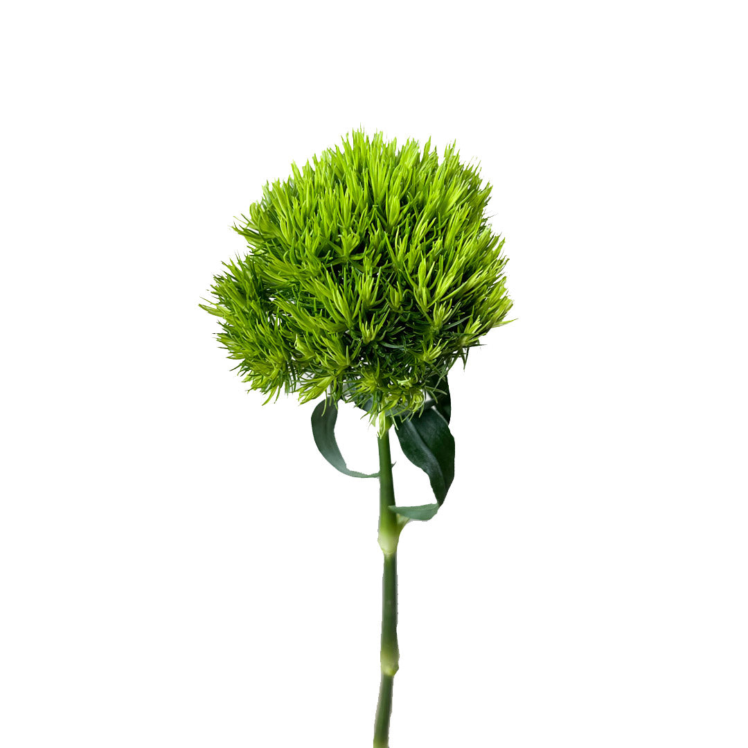 Dianthus Green Ball | Sami Sacha Flowers