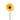 Mini Gerbera Cafe