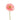 Light Pink Gerbera