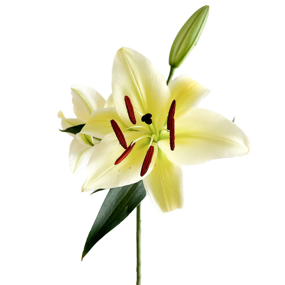 canter lily flower Oriental Lilies Concador