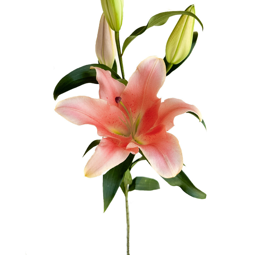single lily flower Zelmira Lilies