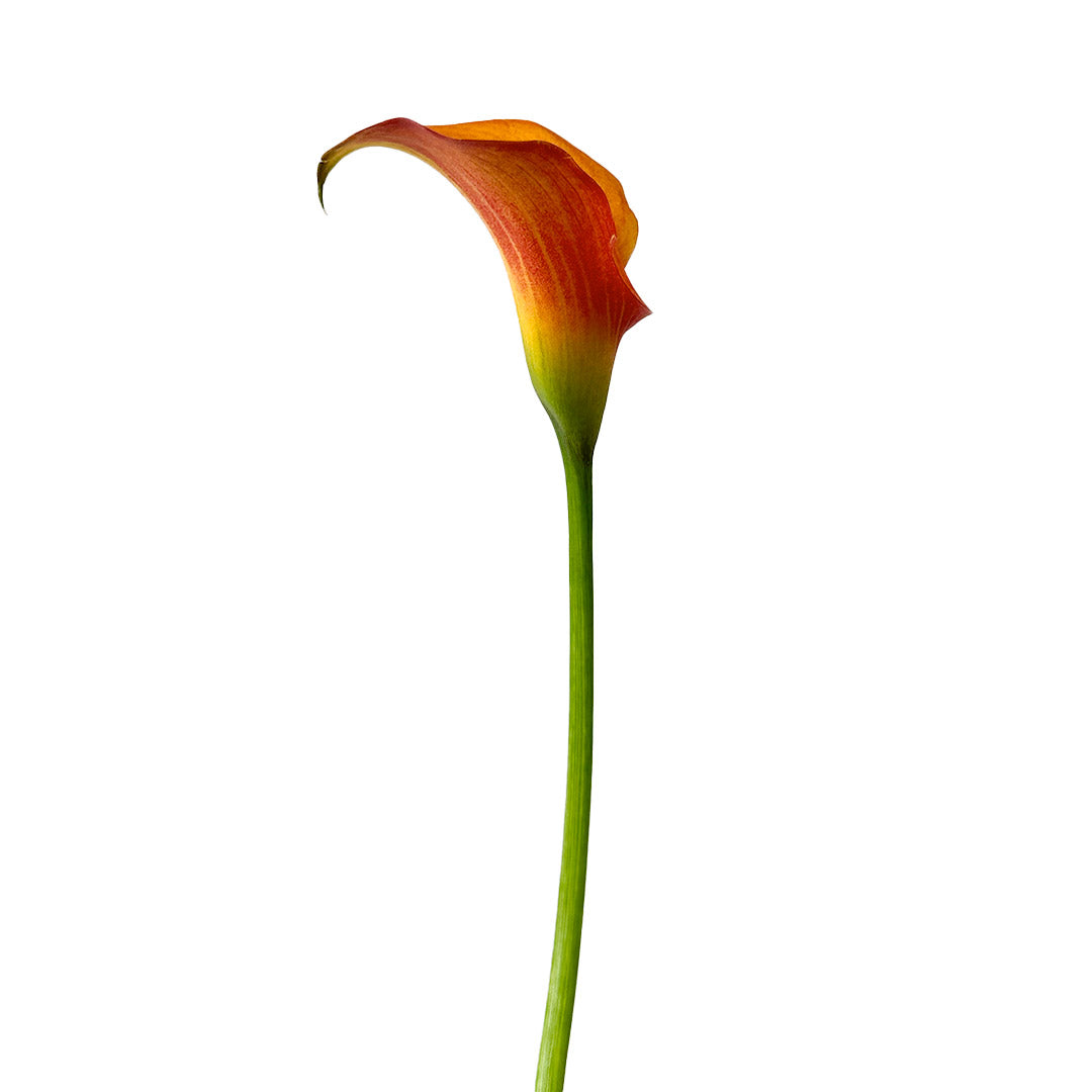 Yellow Mini Calla, Mini Callas in Yellow Yellow Mini Calla, Mini Callas in Yellow