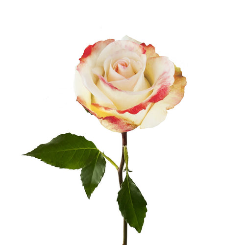 Aubade Rose