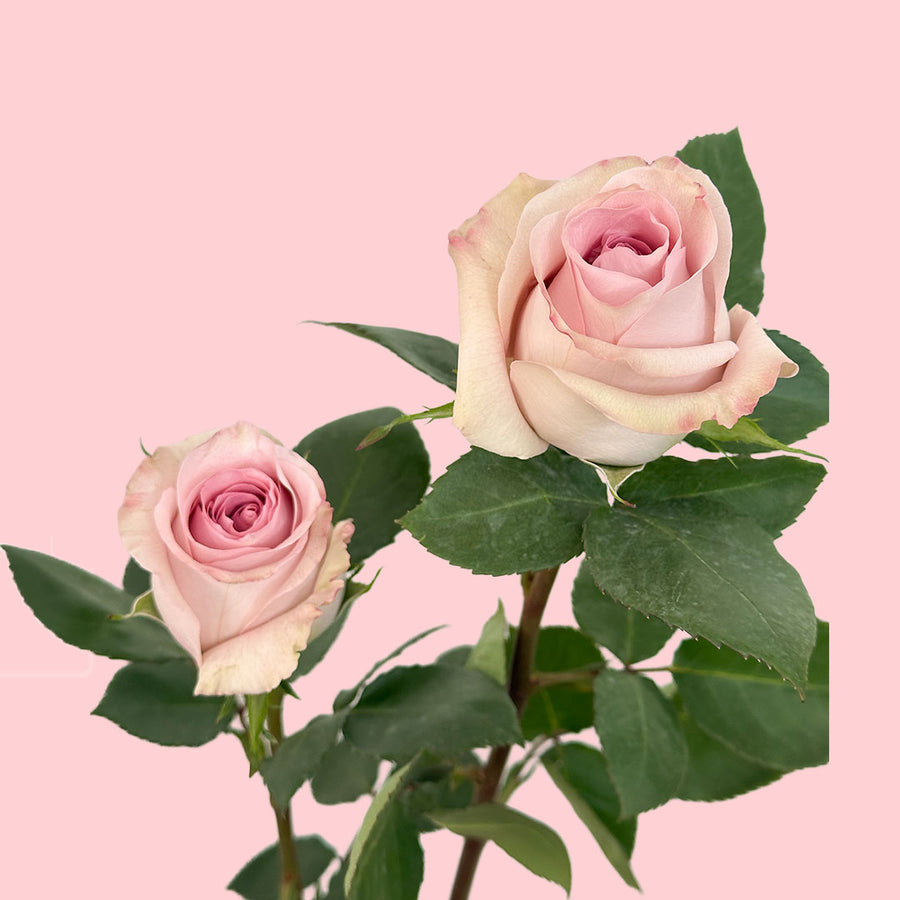 Fair Lady Rose