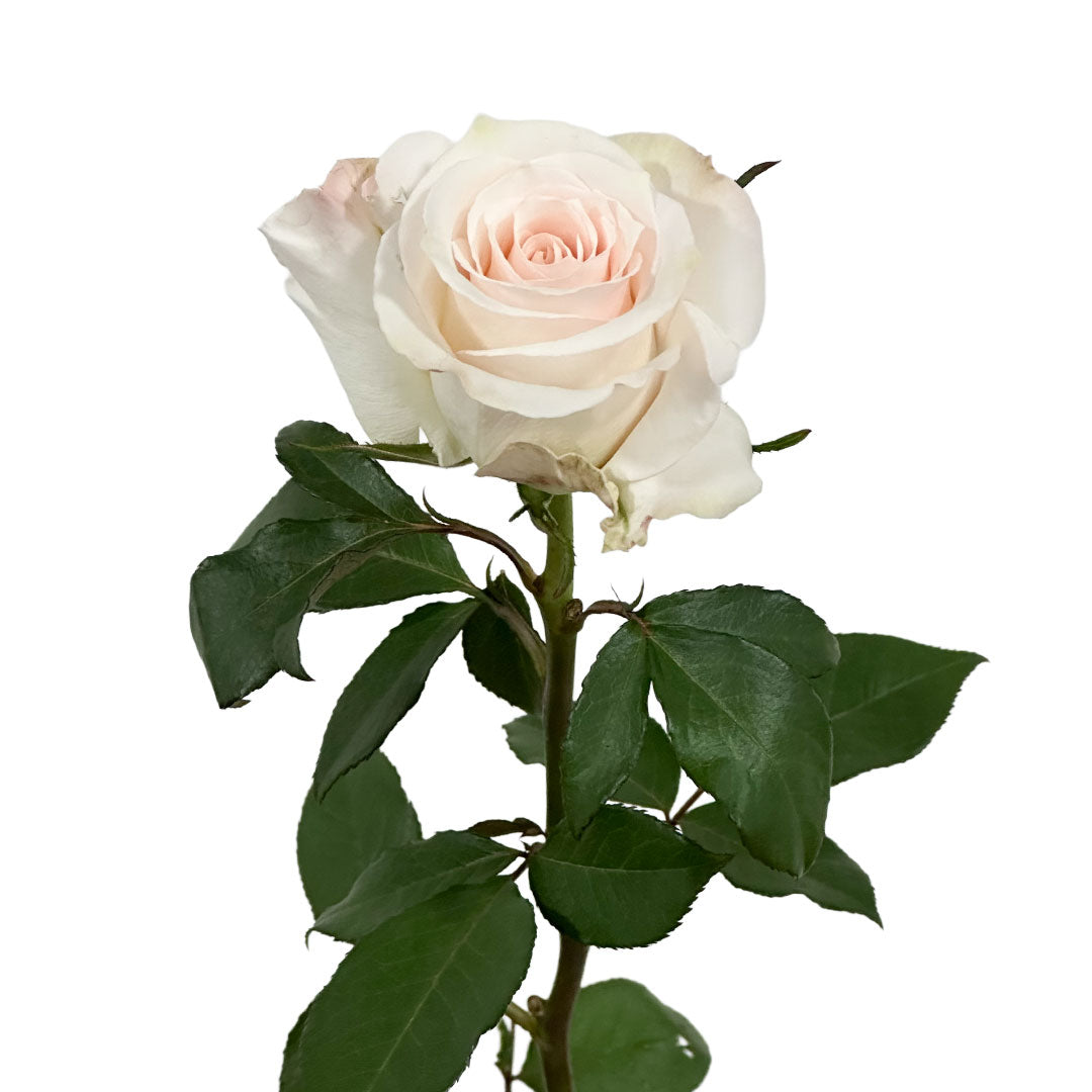 Sweet Bliss Rose | Sami Sacha Flowers
