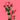 Fibonacci Spiral Spray Rose