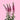 Spray Veronica Pink