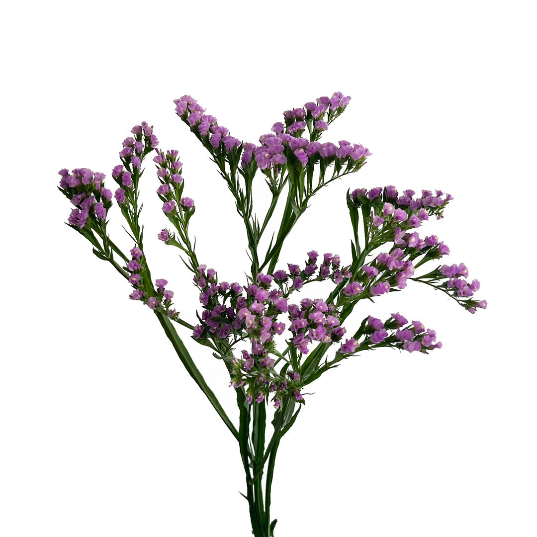 lavender statice flower Statice Lavender