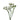White Statice