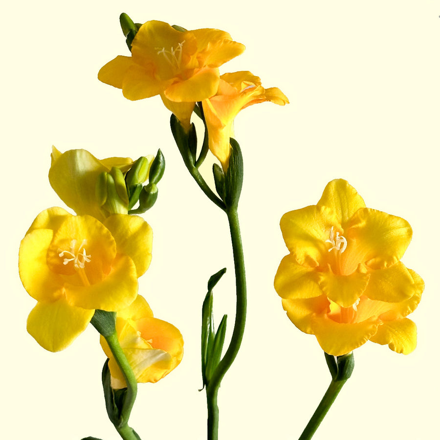 Yellow Freesia