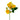 Golden Blossom Spray Rose
