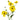 Ranunculus Butterfly Yellow Phytalos