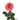 Candy Xpression Garden Rose