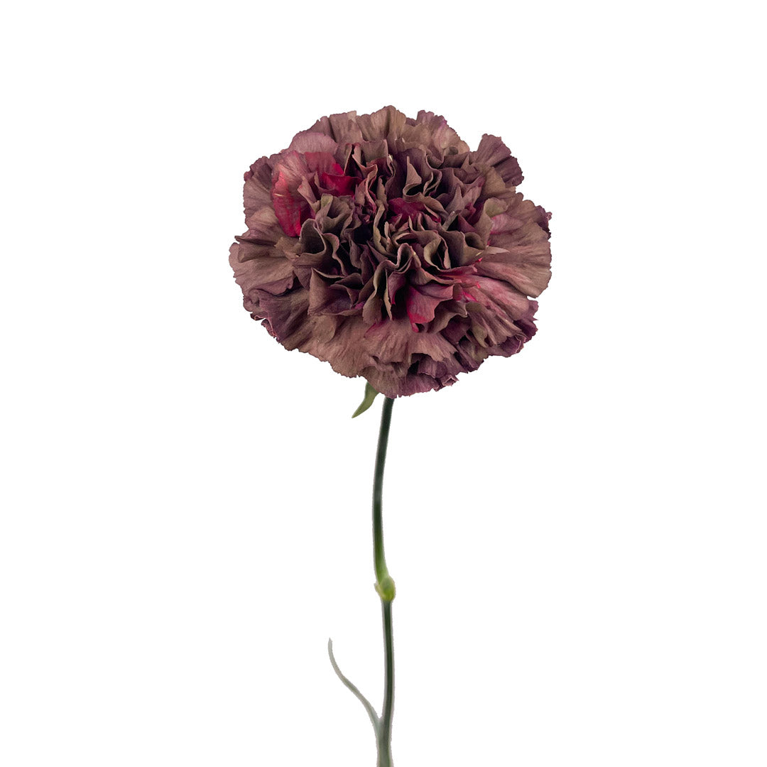 Copper Extasis Carnations Bouquet