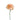 Creta Peach Carnation