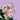 Charming Irishka Spray Rose