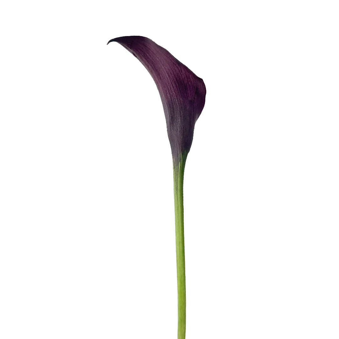 black calla lily flower Dark Purple Mini Callas
