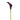 Dark Purple Mini Callas