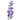 Delphinium Hybrid Pacific Lavender