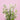 Spray Delphinium Blush Planet