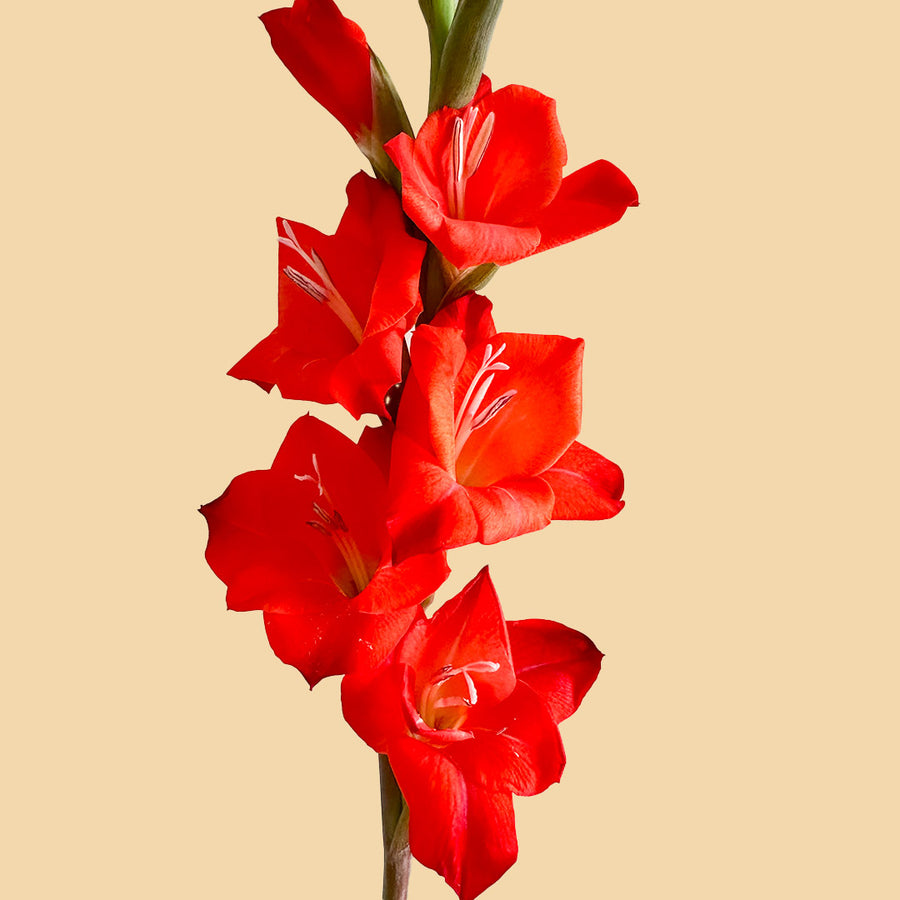 Orange Gladiolus