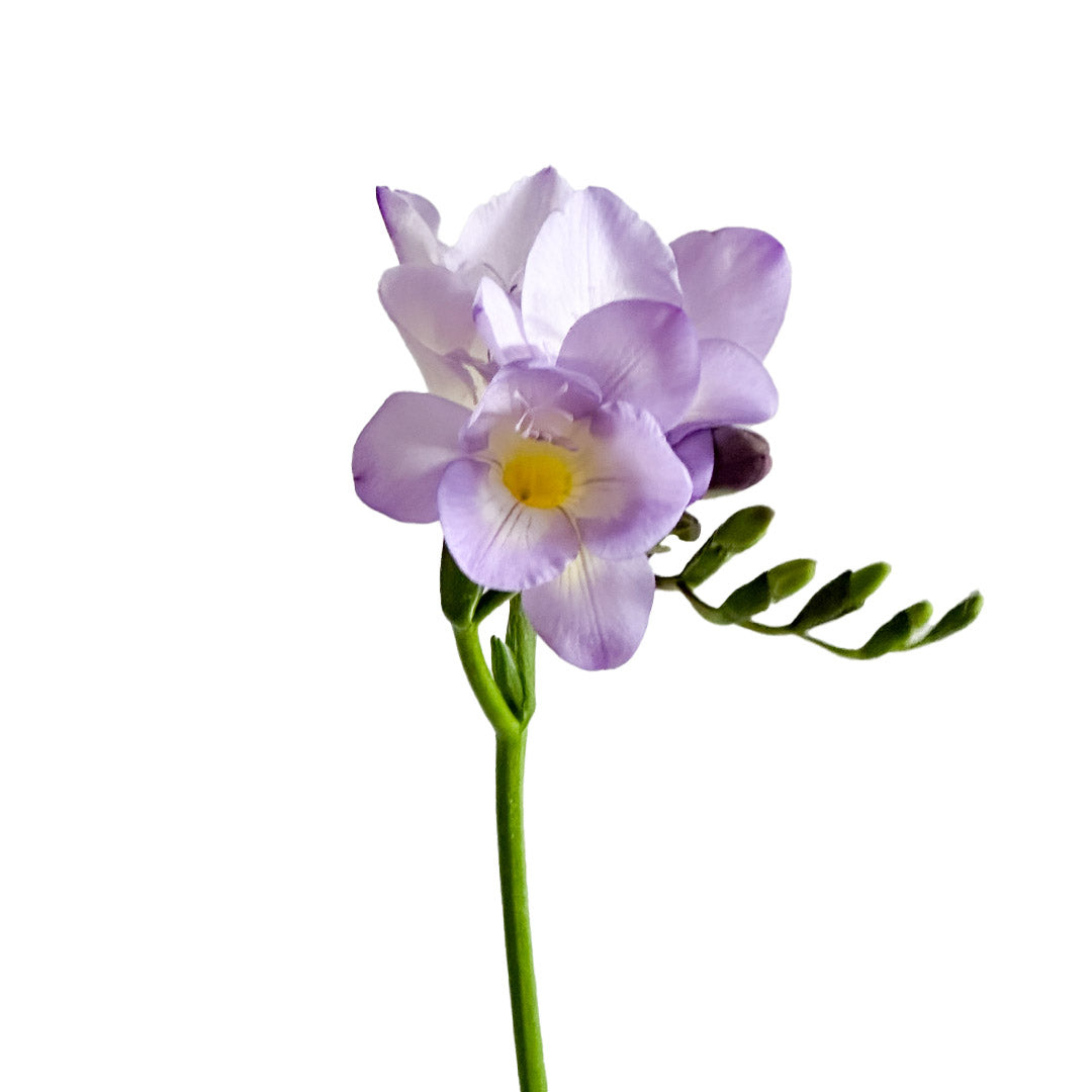lavender freesia flower Lavender Freesia