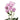 Blue Moon Spray Rose