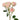 Light Pink Starblush Spray Rose