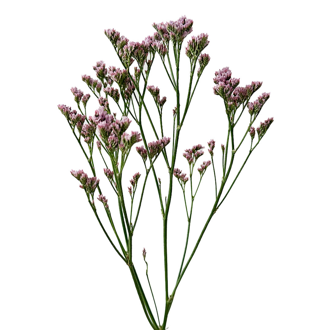 Limonium Silver Pink | Sami Sacha Flowers