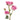 Pink Majolica Spray Rose