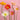 Assorted Poppies