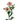 Ranunculus Butterfly Pink Ariadne