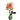 Absolute in Pink Rose