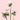 Blush Anemones