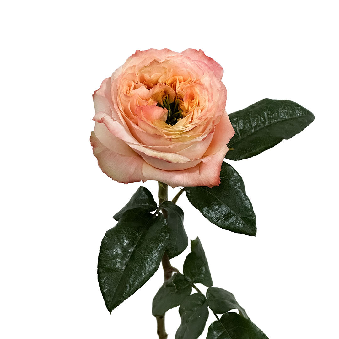 Melon Xpression Garden Rose | Sami Sacha Flowers