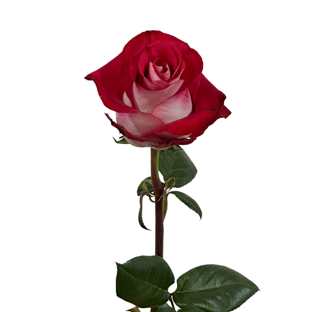 Bluez Rose | Sami Sacha Flowers