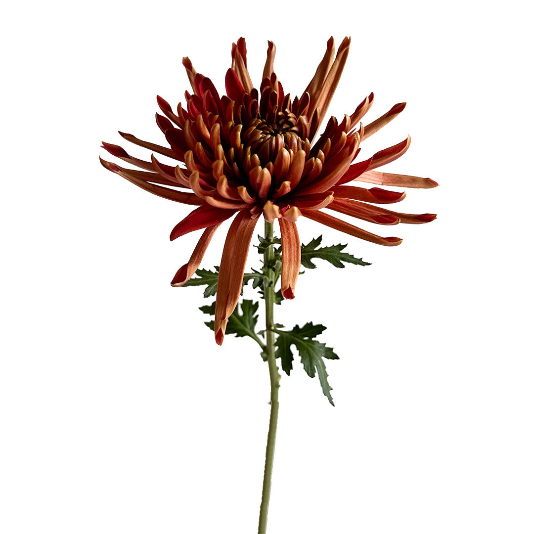 where to buy spider mums plants Spider Mum Cocoa