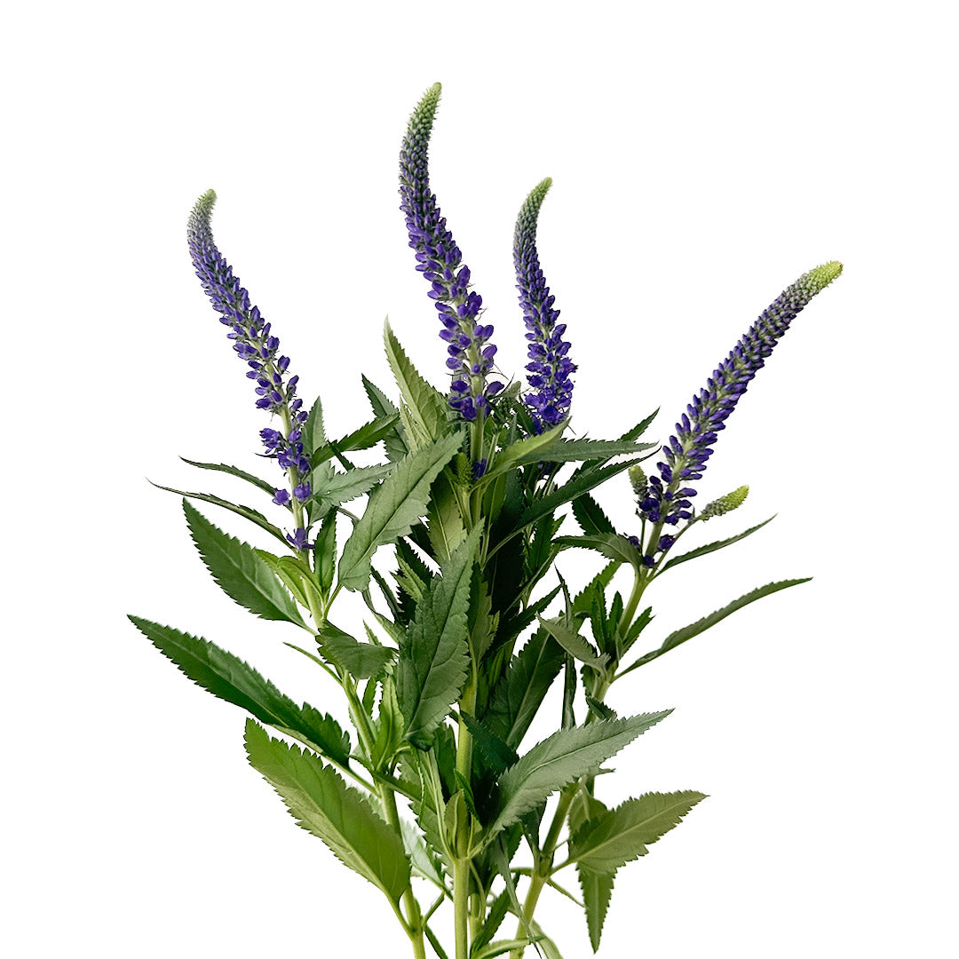 lavender veronica flower Spray Veronica Purple