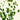 Bupleurum