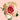 Absolute in Pink Rose