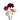 Assorted Carnations